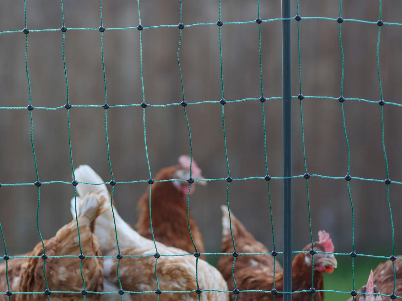 Premium Poultry Net