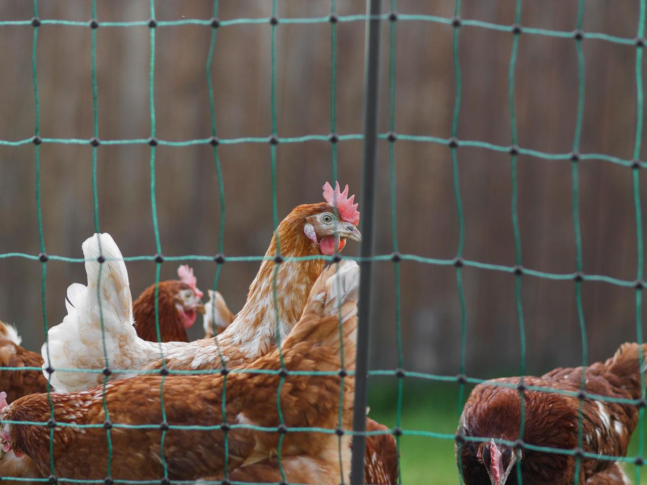 Premium Poultry Net