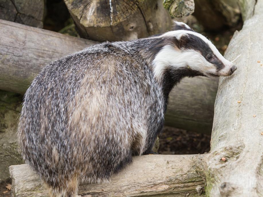 Why use a badger defence fence